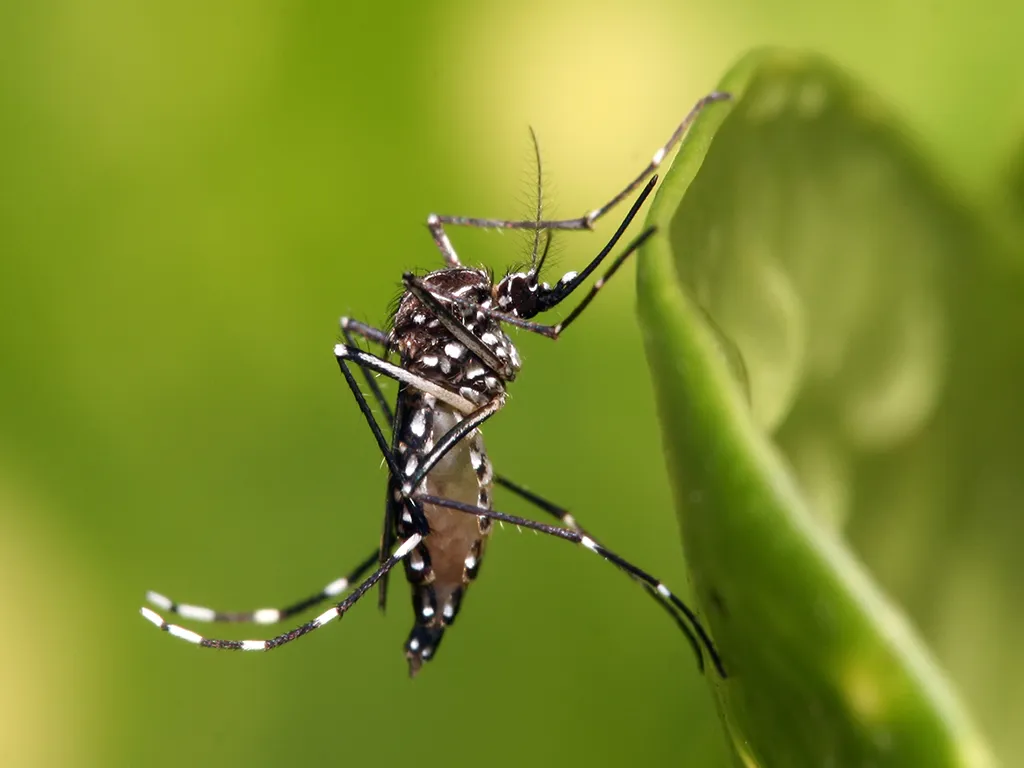 Dedetização de Mosquitos em Cajamar